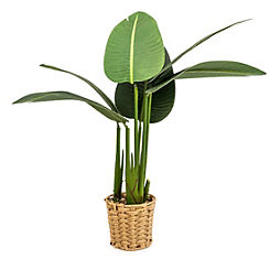 Candlelight Green Leaves Plant in Wicker Pot
