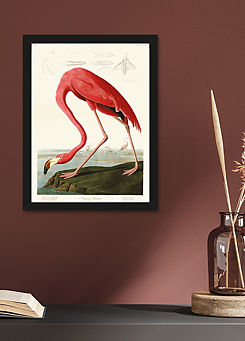 The Art Group John James Audubon American Flamingo Framed Print