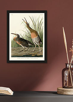 The Art Group John James Audubon Salt Water Marsh Hen Framed Print