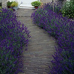 You Garden 12x Lavender Hidcote Plug Plants
