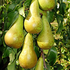 You Garden Duo Fruit Pear Tree Bare Root