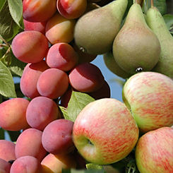 You Garden Mini Orchard Fruit Trees