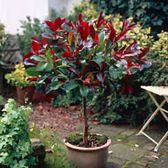 You Garden Photinia Red Robin Standard Tree
