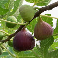 You Garden Standard Fig ’Brown Turkey’