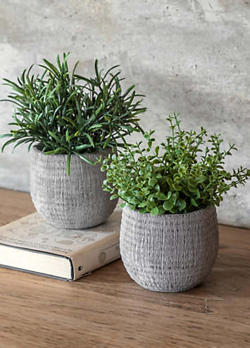 Chic Living Potted Plant Ceramic Scratch Pots Rosemary Set of 2 | Freemans