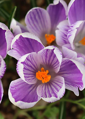 You Garden Crocus King of Stripe - 25 Bulbs | Freemans