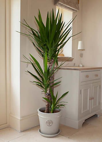 Yucca Elephantipes House Plant | Freemans