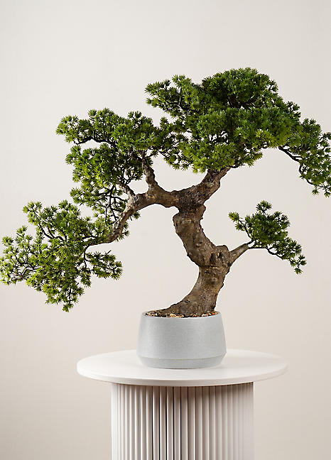desert rose bonsai Desert Rose Flamingo for Sale  Logee's Plants