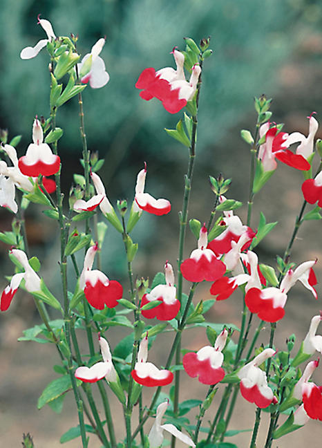 hardy-salvia-’hot-lips’-3-x-