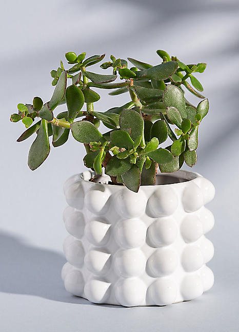 arabica plant care Arabica Coffee | Indoor Plant | Tropical Plant | Potted Plant