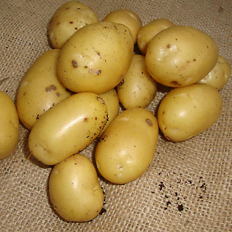 Seed Potato Albert Bartlett Vivaldi 2kg Freemans