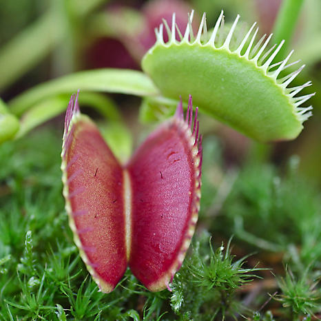  Venus  Fly  Trap  Plant Dionaea Muscipula  Freemans