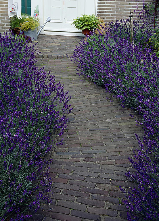 Hedging Lavender Hidcote 10 x 9cm Pot Freemans