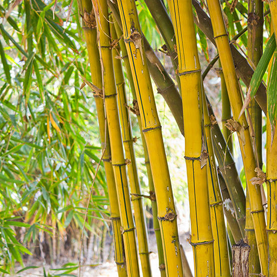 Pair of Yellow Bamboo Plants