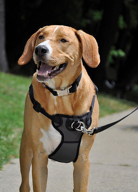 Rosewood FrontConnect Padded Dog Harness Freemans