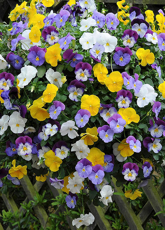 Tooky Toy Wooden Safari Jeep Set Freemans