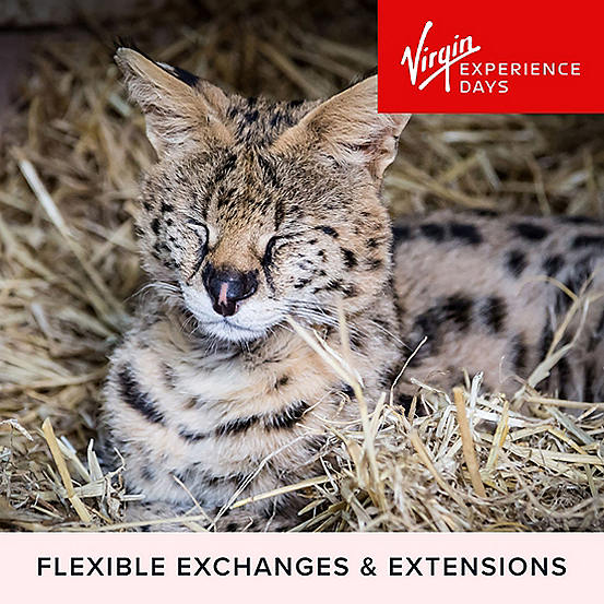 Virgin Experience Days Meet, Handle and Feed Carnivores for Two at Hoo