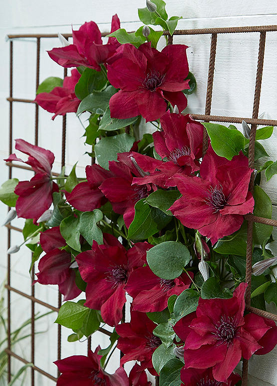 You Garden Boulevard Patio Clematis Nubia Plant Freemans