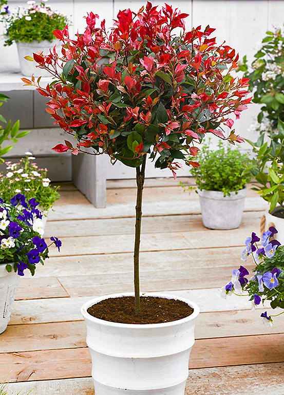 You Garden Photinia Red Robin Standard Tree Freemans