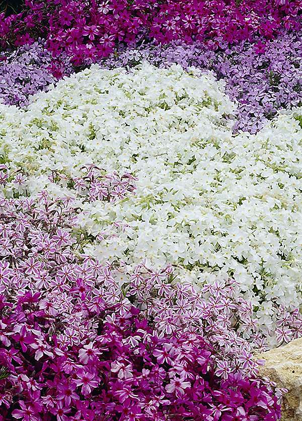 Creeping Phlox