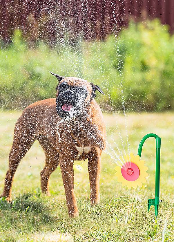 flower water sprinkler toy