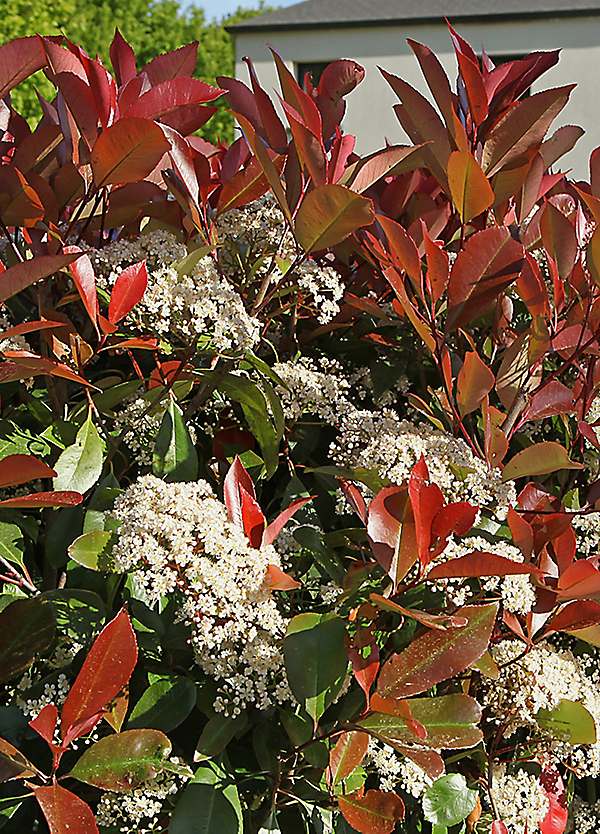 Photinia Little Red Robin 2L Pot | Freemans
