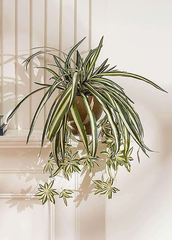 succulent living wall Amazonia Collection - Succulent & Moss Wall - Green Wallscapes Custom 2 - Call For Pricing main image 1