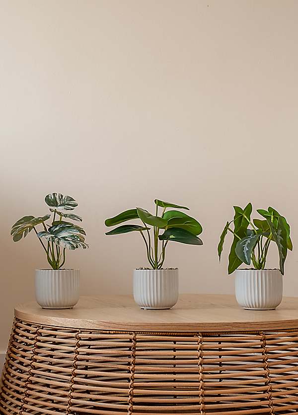 Set 3 Faux Artificial Plants in White Ribbed Pots | Freemans