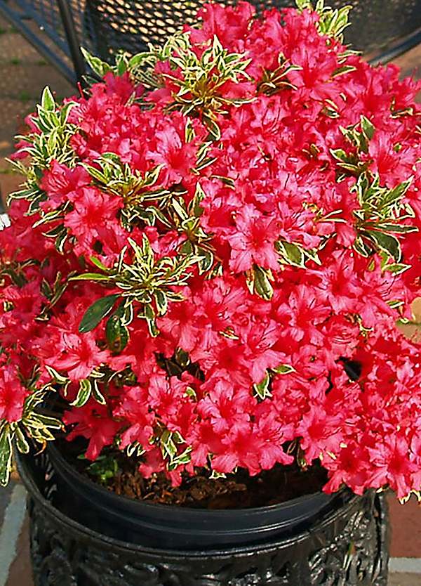 You Garden 3L Pot Rhododendron Bollywood