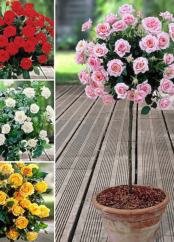 You Garden 4 Patio Standard Roses Collection | Freemans