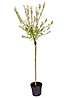 You Garden 1 Metre Standard Salix ’Flamingo Willow’ Tree in a 3 Litre ...